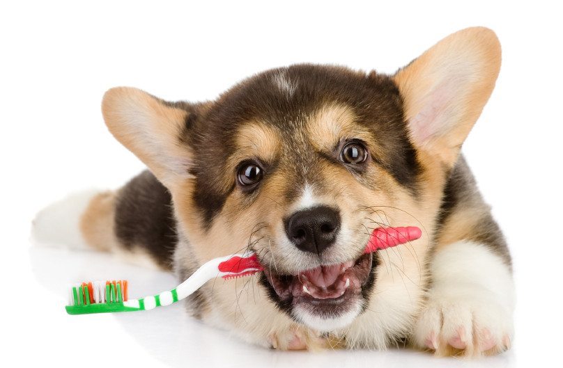 DentalPet_021016A