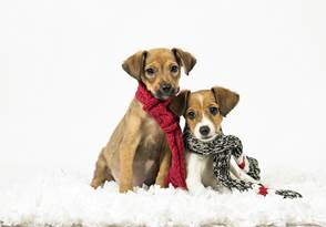 DogAdoption