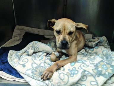 DogRescue_010219F