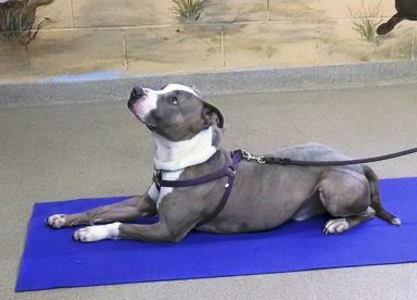 DogYoga_051315A
