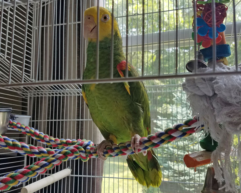 Flower Hill found parrot 2-web