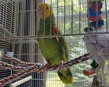 Flower Hill found parrot 2-web