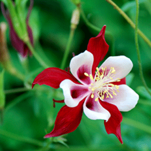 Flowers-Web