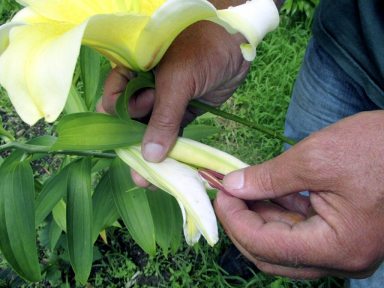 Flowers_removingpollen_081514