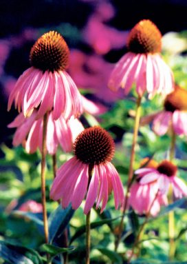 Gardening_April_B