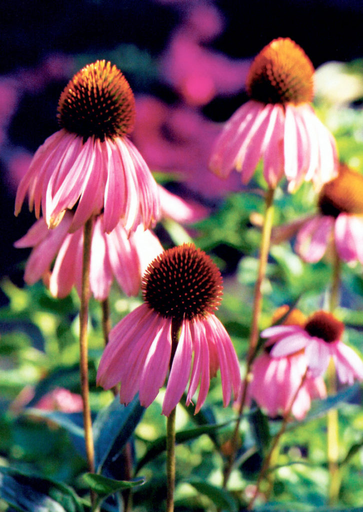 Gardening_April_B