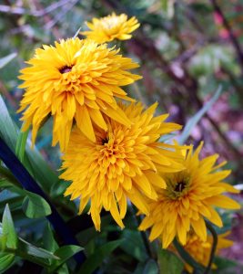 Gardening_April_B