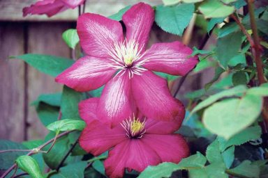 Gardening_Aug_C