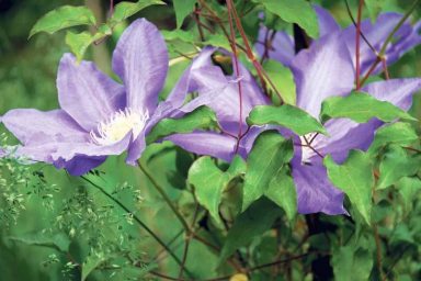 Gardening_Aug_F