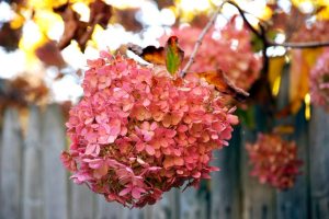 Hydrangea paniculata