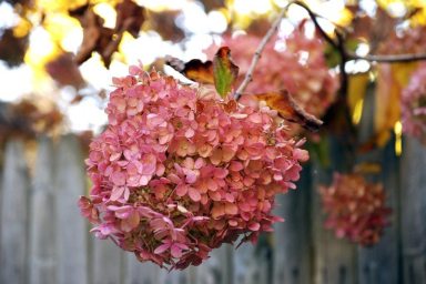 Gardening_December_120215A