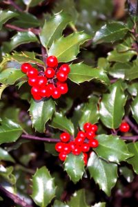 Holly berries