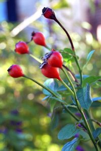 Rose hips