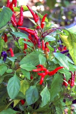 Gardening_December_120215D