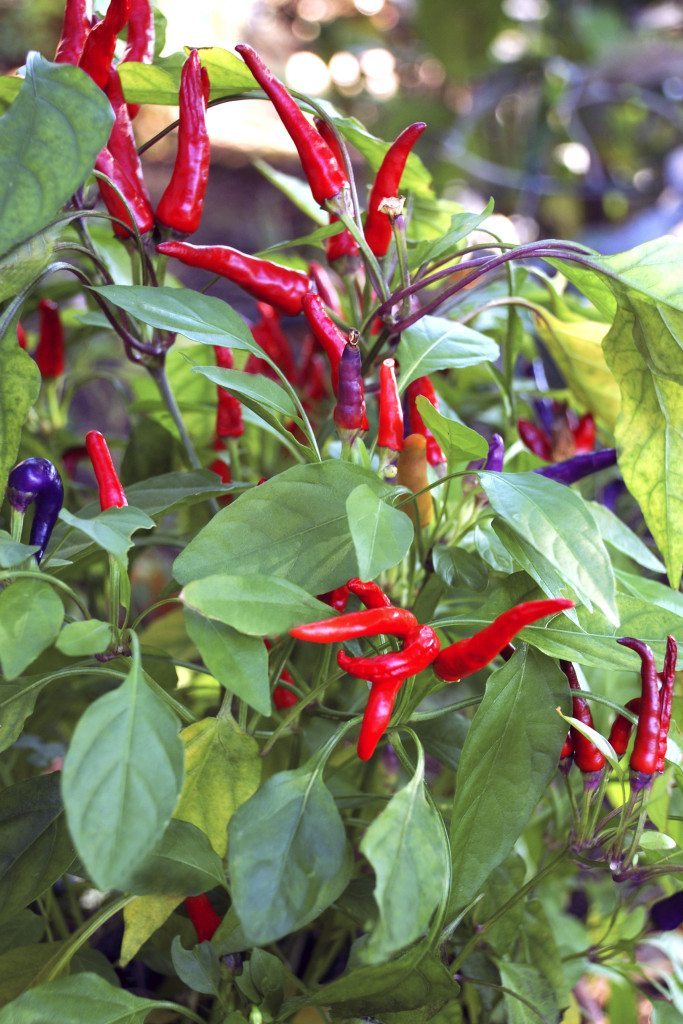 Gardening_December_120215D