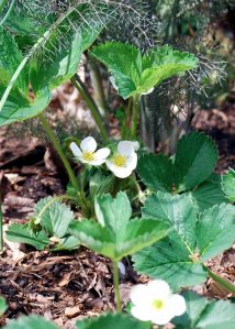 Gardening_June_060116A