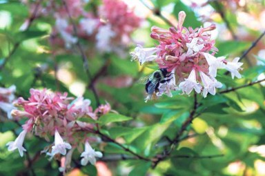 Gardening_March_A