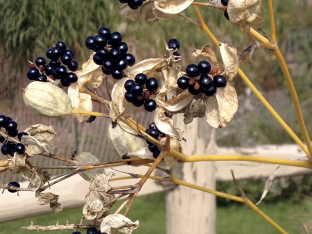 Gardening_November_110415D