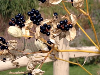 Gardening_November_110415D