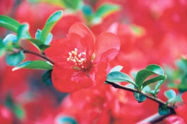http://mineolaamerican.com/wp-content/uploads/2016/10/Gardening_October_C.jpg
