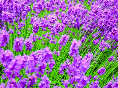 gardening_sept_b