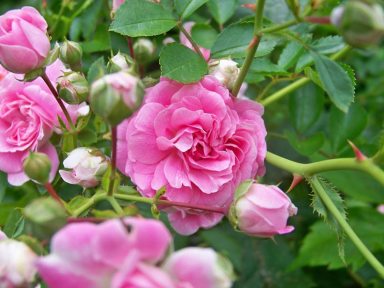 http://plainviewoldbethpageherald.com/wp-content/uploads/2016/12/Gardening__December__Ab.jpg