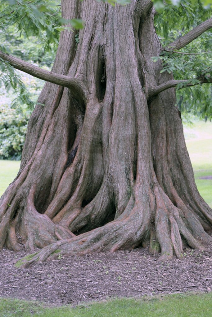 See Dawn Redwoods at the Bailey Arboretum