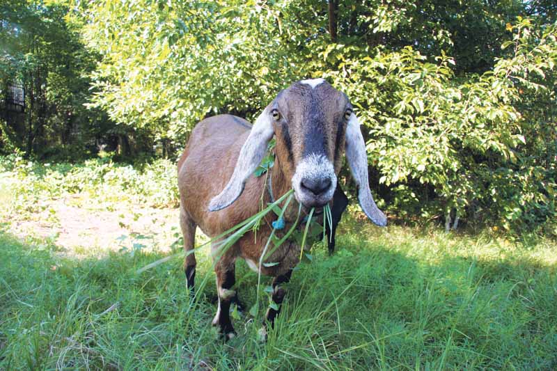 Goats_090716A