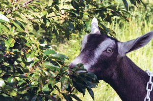 The goats are part of a plan to make the Underhill Preserve accessible for recreation.