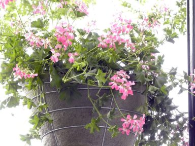 HangingBaskets_060315A