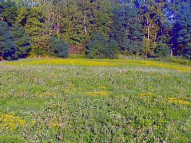 Hempstead Harbor Meadow Image