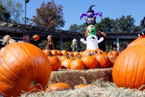 HicksFall_092014_D
