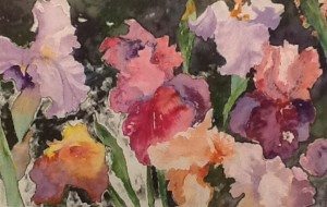 Irises by Stephanie Navon-Jacobson