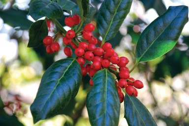 http://hicksvillenews.com/wp-content/uploads/2018/01/January_Gardening_A.jpg