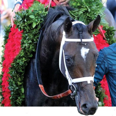 KentuckyDerbyHorse