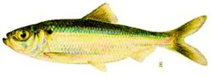 LIFish 1024x376 1