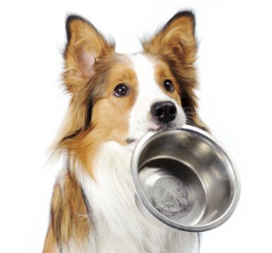 dog with bowl