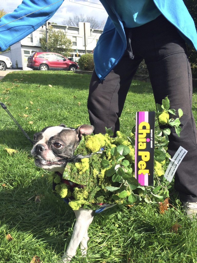 PetParade102115A