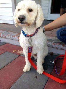 Pets4Luv helps dogs like Snow find forever homes. 