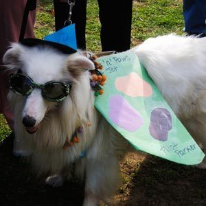 First prize winner Pilot Parker the collie in the medium-sized category