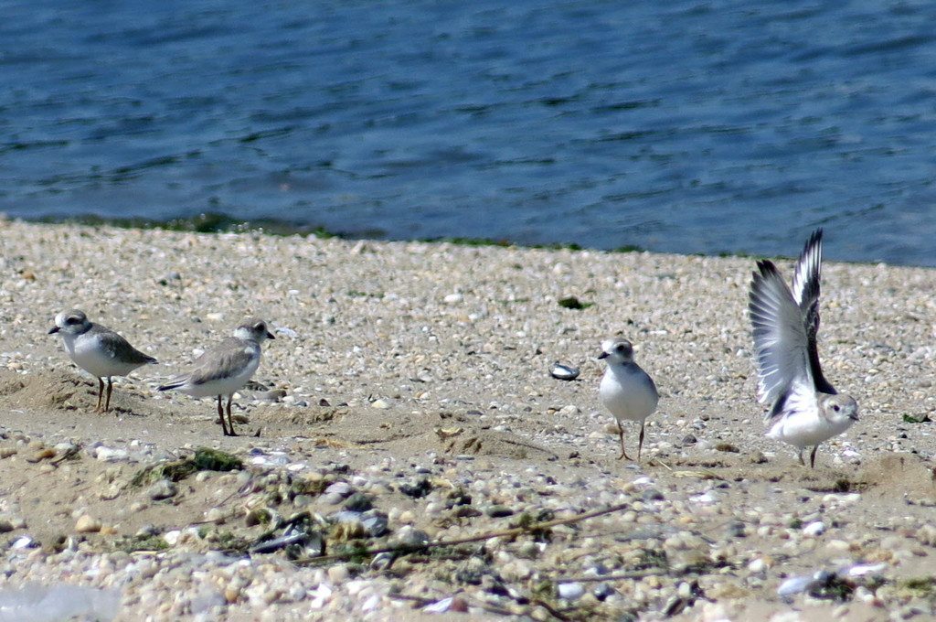 PipingPlover091615A