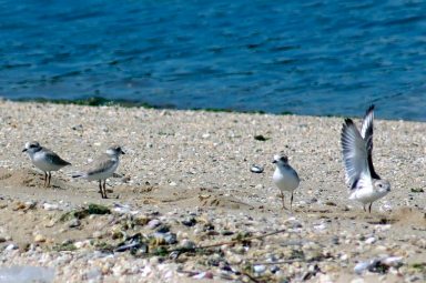 PipingPlover091615A