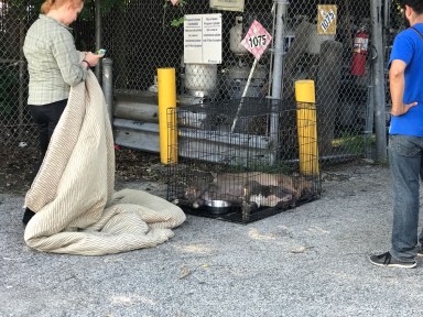 Pit bulls in crate (1)