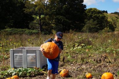 PumpkinSale_111815A