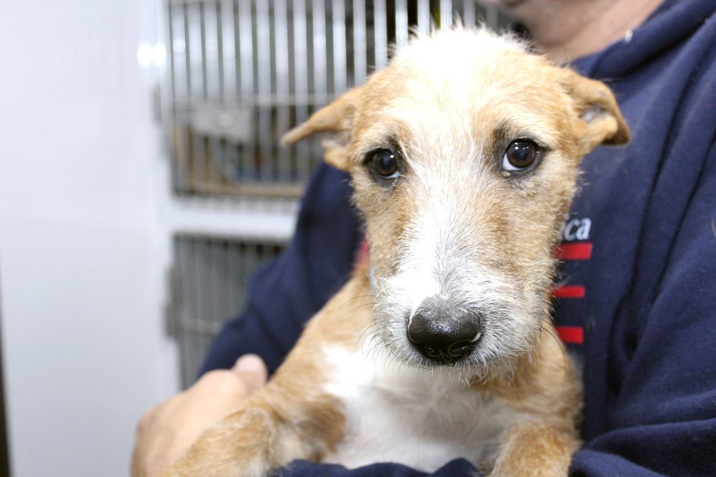 Puppies112615F