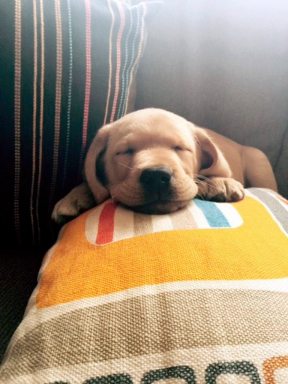 Puppy_110415B