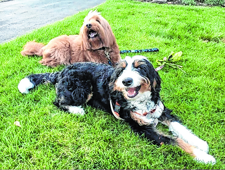 PupsAndPeeps A