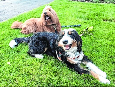 PupsAndPeeps_A