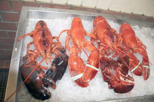 Jordan Lobster Farm