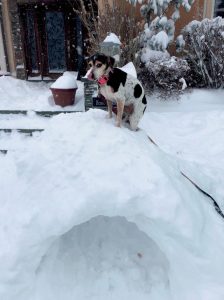 SnowDog 011018A 768x1024 1